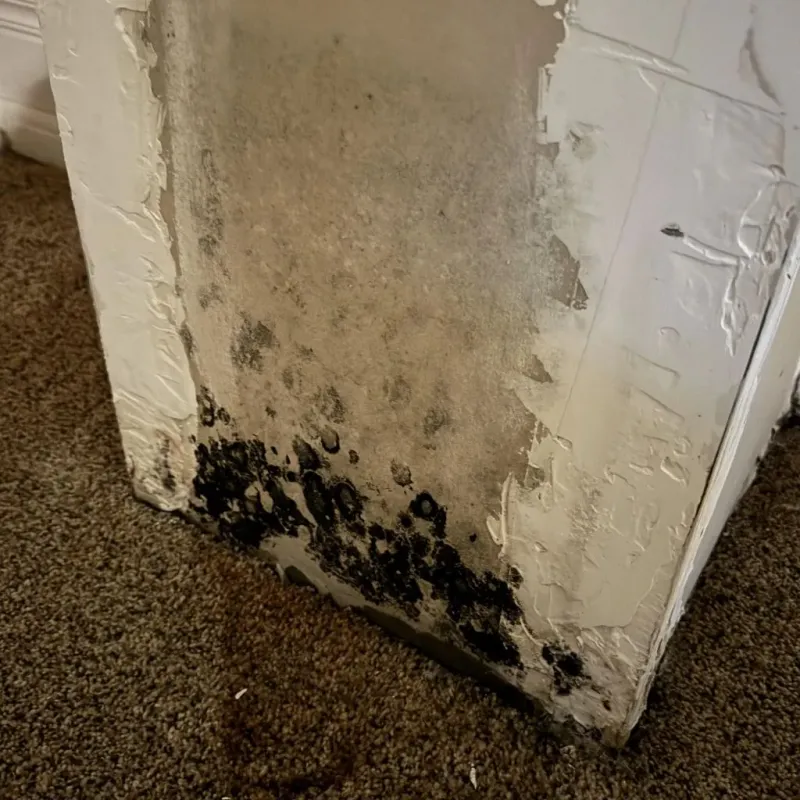 Professional Mold Removal in Petal, MS